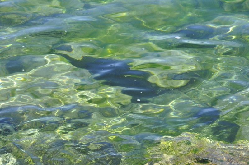 Common Dreams Flotation school PANAREA